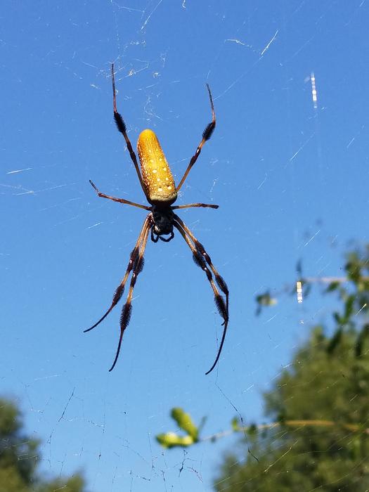 banana spider in the wild