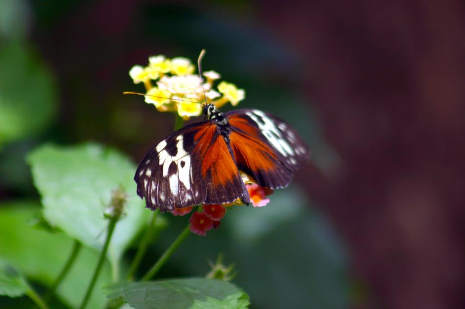 perfect Butterfly Transform