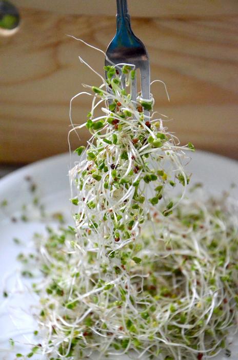 Broccoli Sprouts Super Food Anti