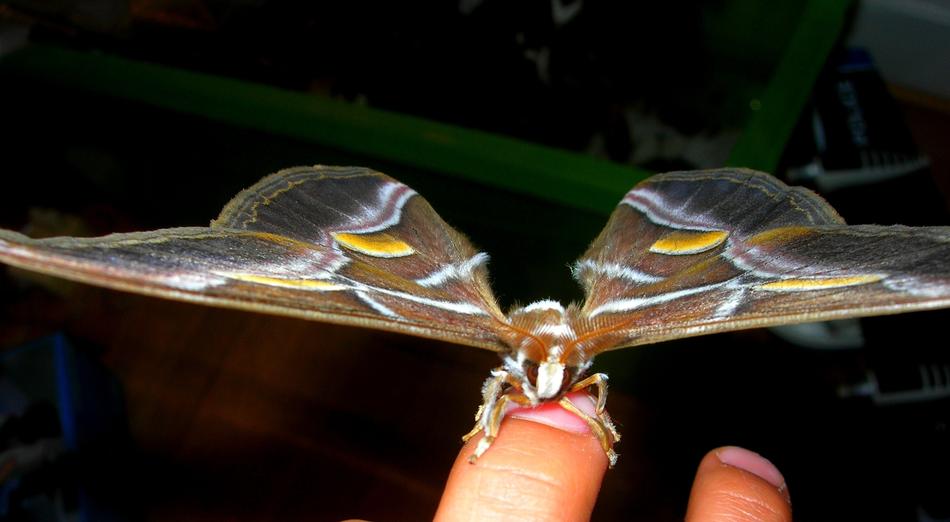 Butterfly Bombyx