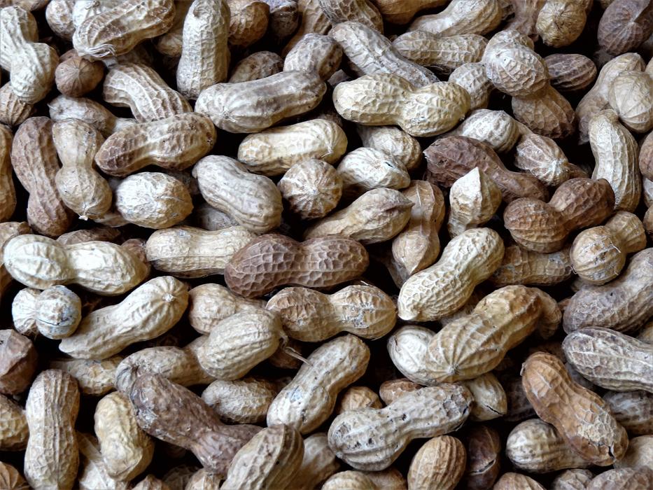 Peanuts Nuts Legume Shell