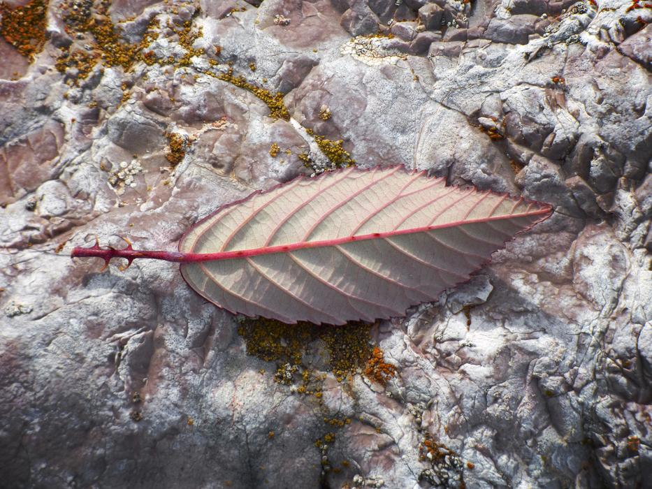 Leaf Reverse Detail