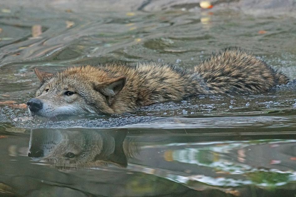 wild wolf swimming in a lake