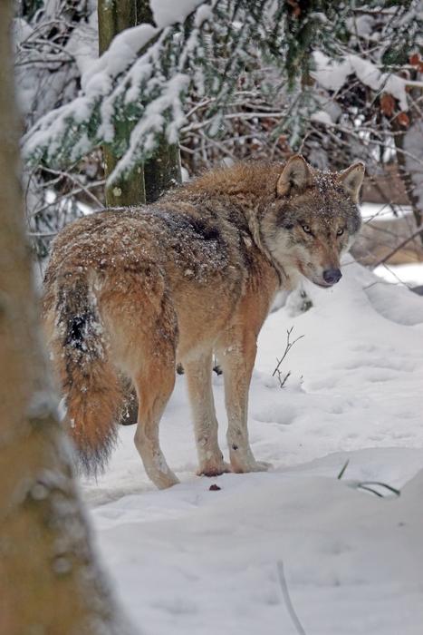 Wolf Eurasisch Predator Pack