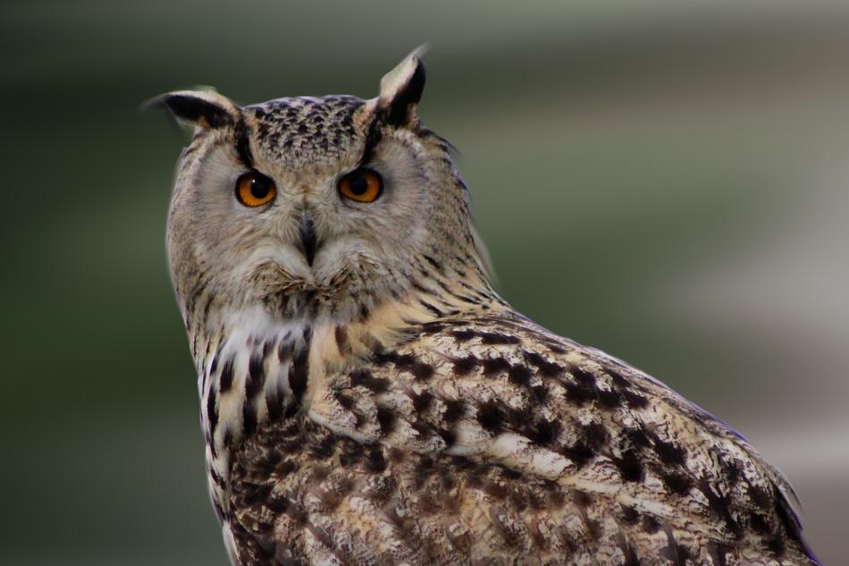 Owl Bird Of Prey