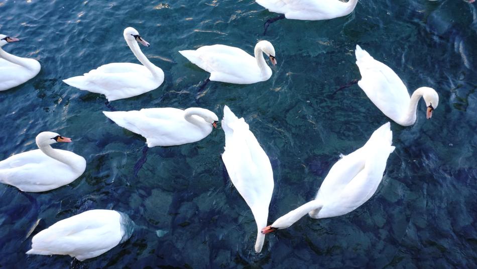 Swan Switzerland River White