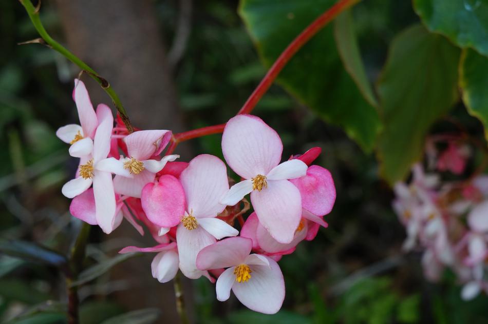 El Salvador Pink Flowers in the garden