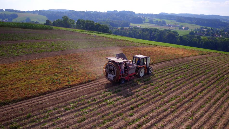 Aerial View of Agriculture Potatoes field