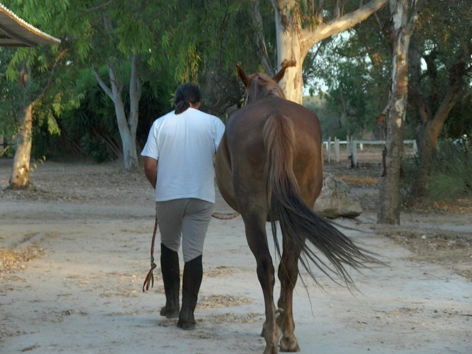 Horse Knight
