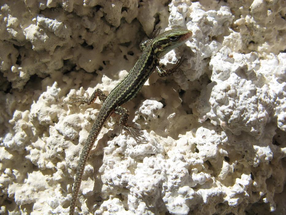 Lizard Chatel Censoir