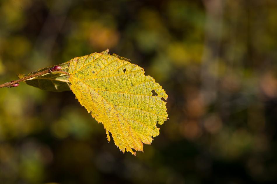 Leaf Hazelnut Autumn