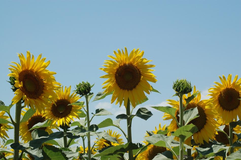 Sunflowers nature landscape macro