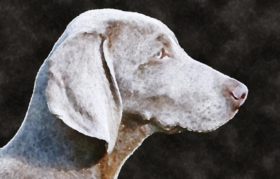 dog animal watercolor