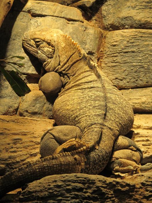 Jamaican Iguana Reptile