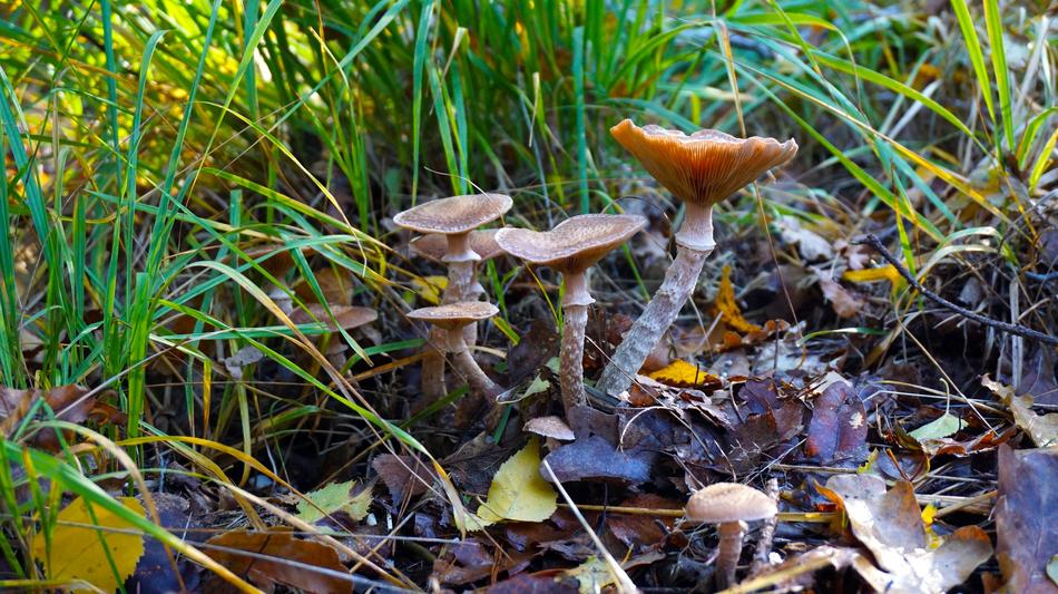 Mushroom Agaric at forest Nature