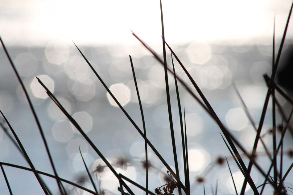 long grass closeup