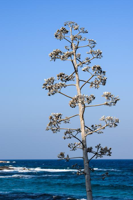 Tree Sea Waves