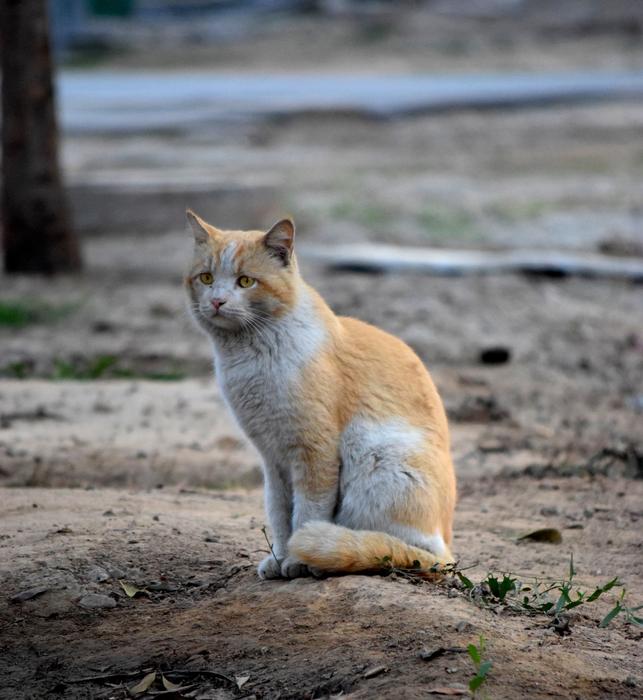 goodly Cat Photography Quotes