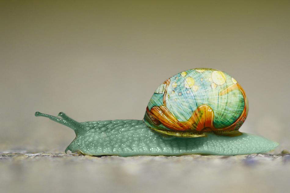 Snail Graffiti
