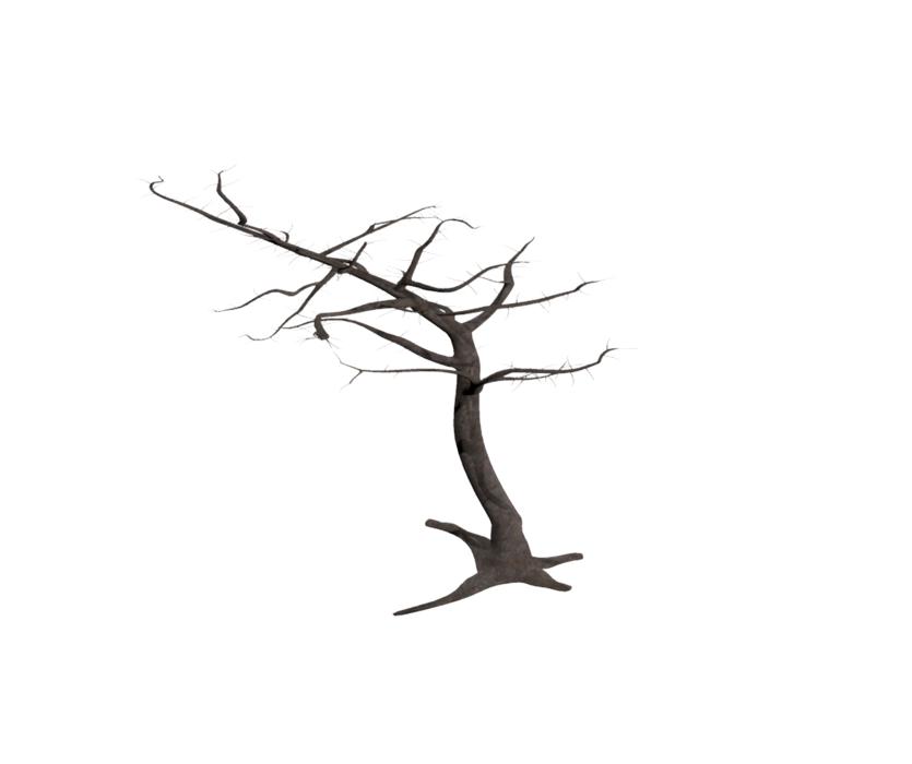 tree isolated dead plant weathered