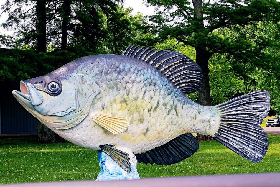 Reelfoot Lake Fish