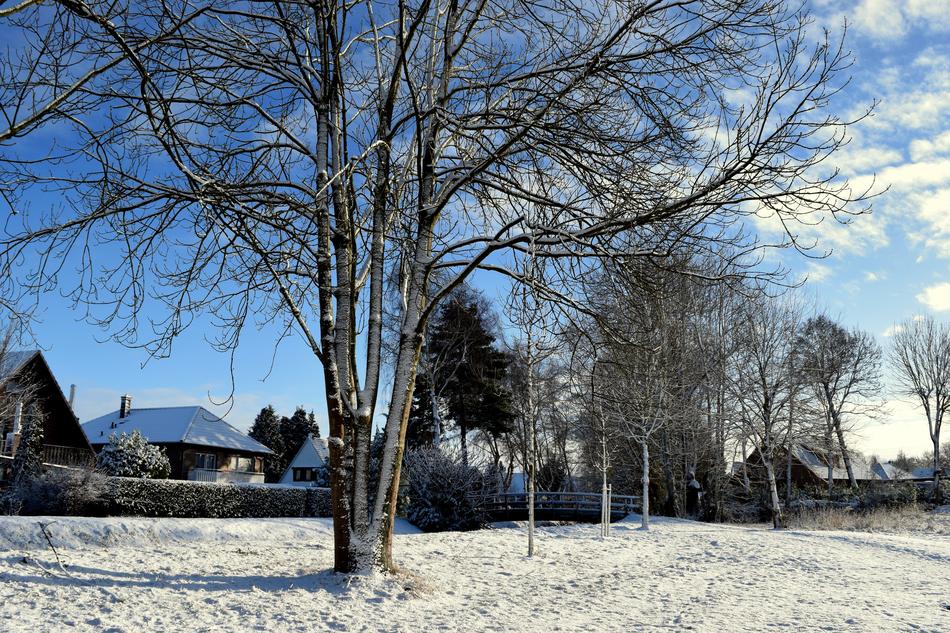 wonderful Winter Tree