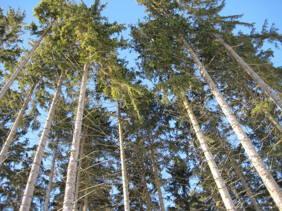 Forest Trees Nature Look Up Into