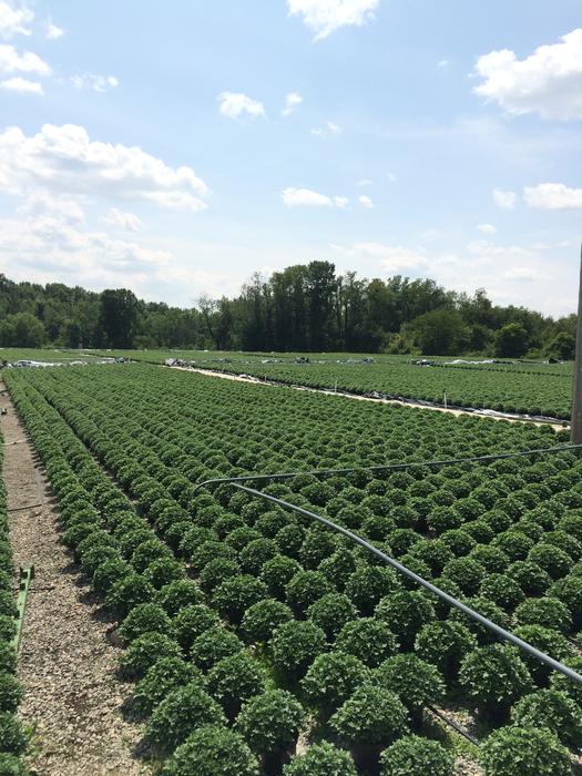 Chrysanthemum Greenhouse