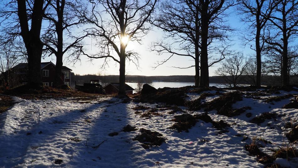 Oak Winter Snow