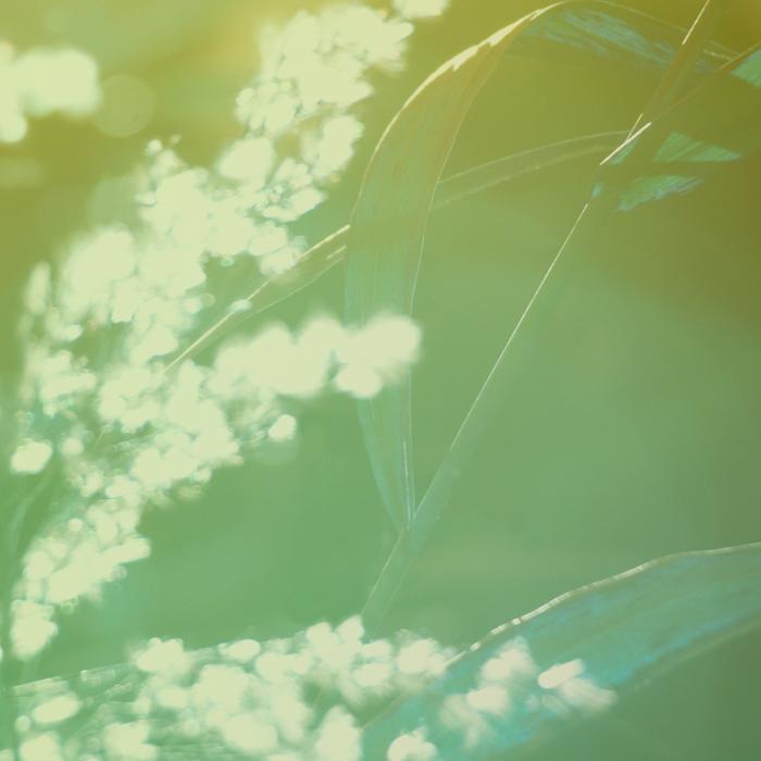 abstract plants at green background