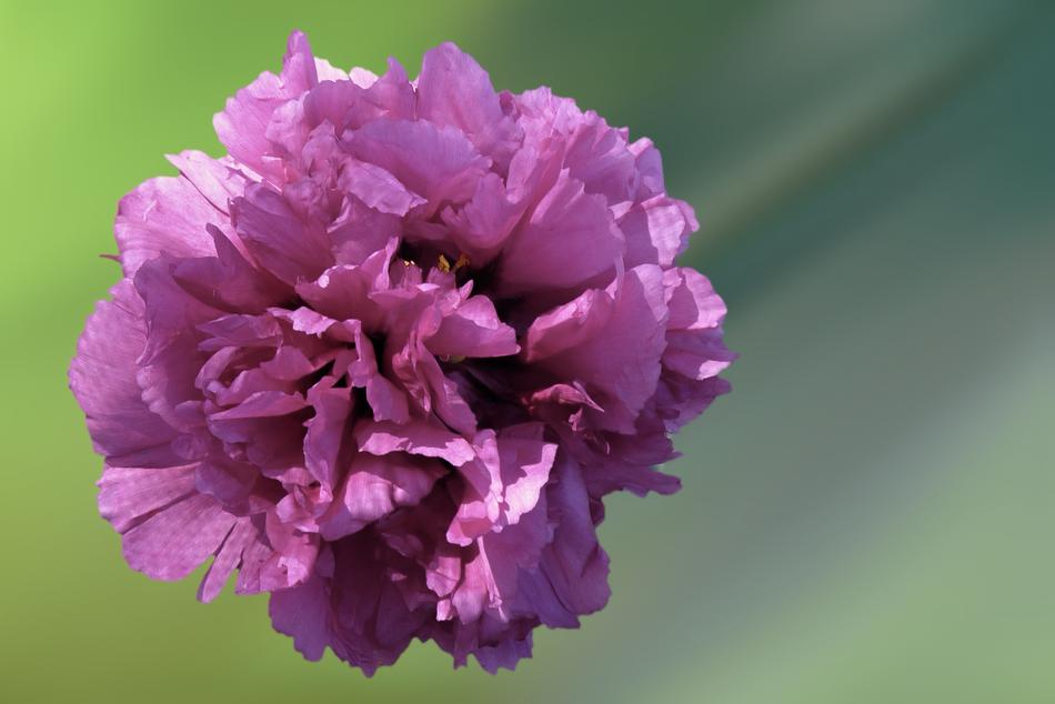 Flower Blossom Bloom