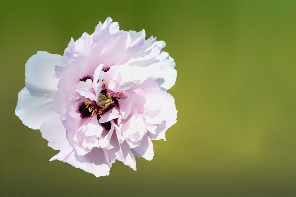 Flower Blossom Bloom