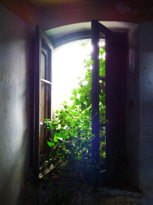 open window overlooking the trees