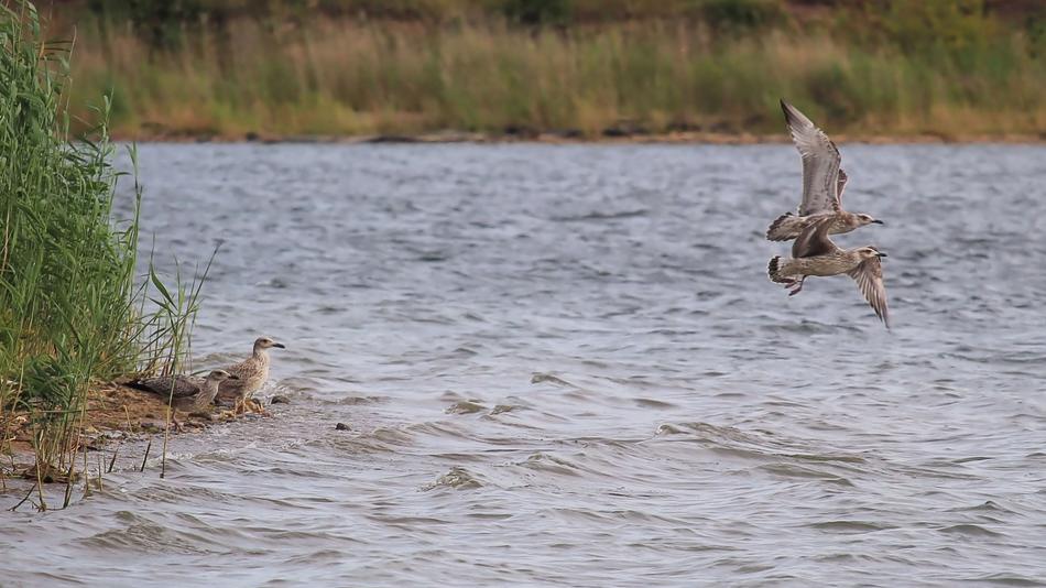 Landscape Lake Gulls