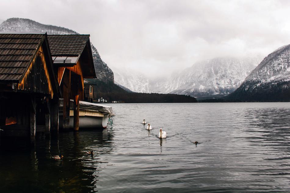 Photo of houses on the shore and flocks of white geese in a lake in Hallstatt, Austria