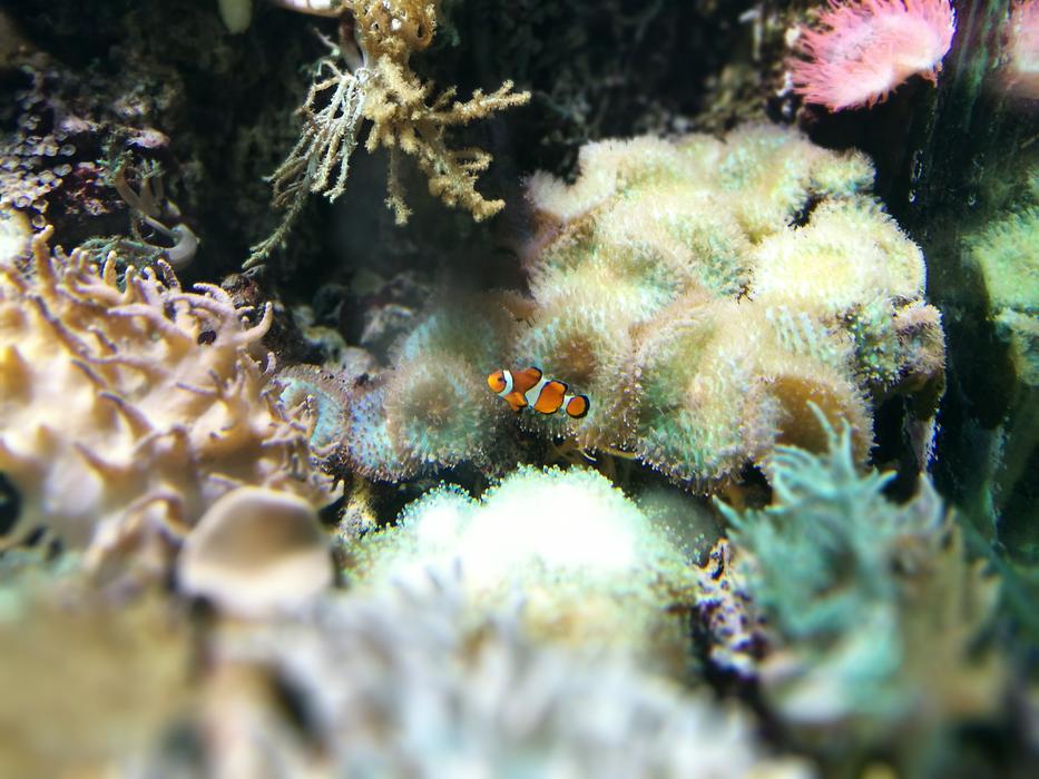 Clown Fish Hellabrunn Zoo