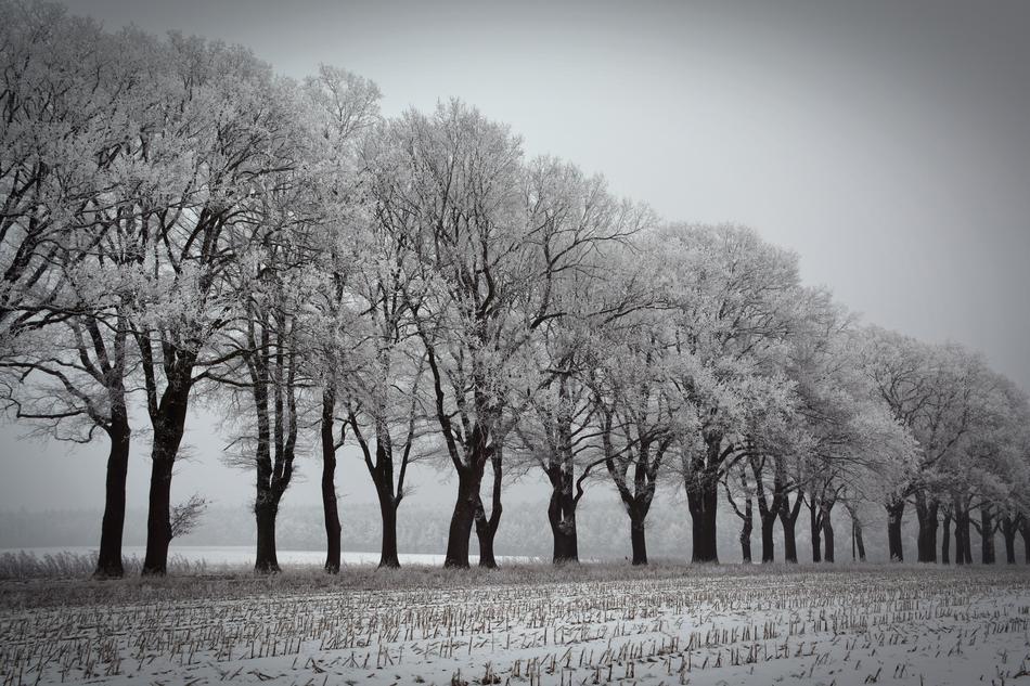Winter Trees Avenue