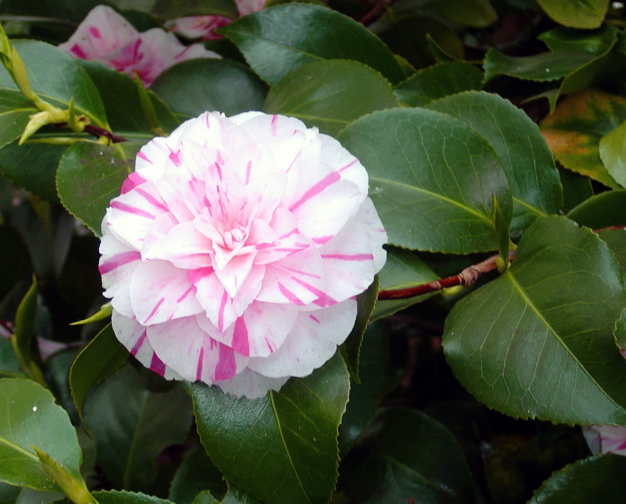 Camellia Bloom Flower free image download