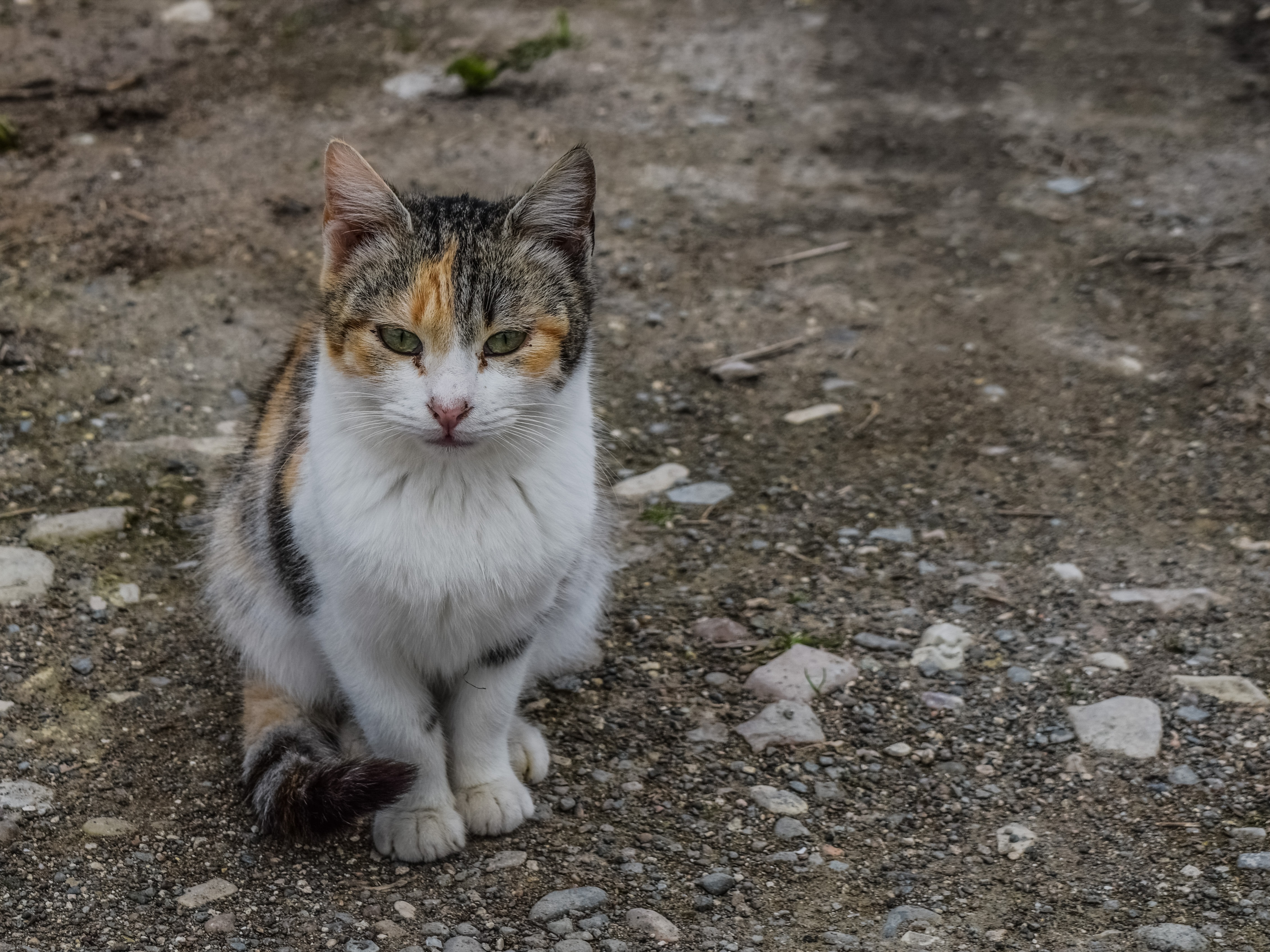 Фото Беспородных Котят