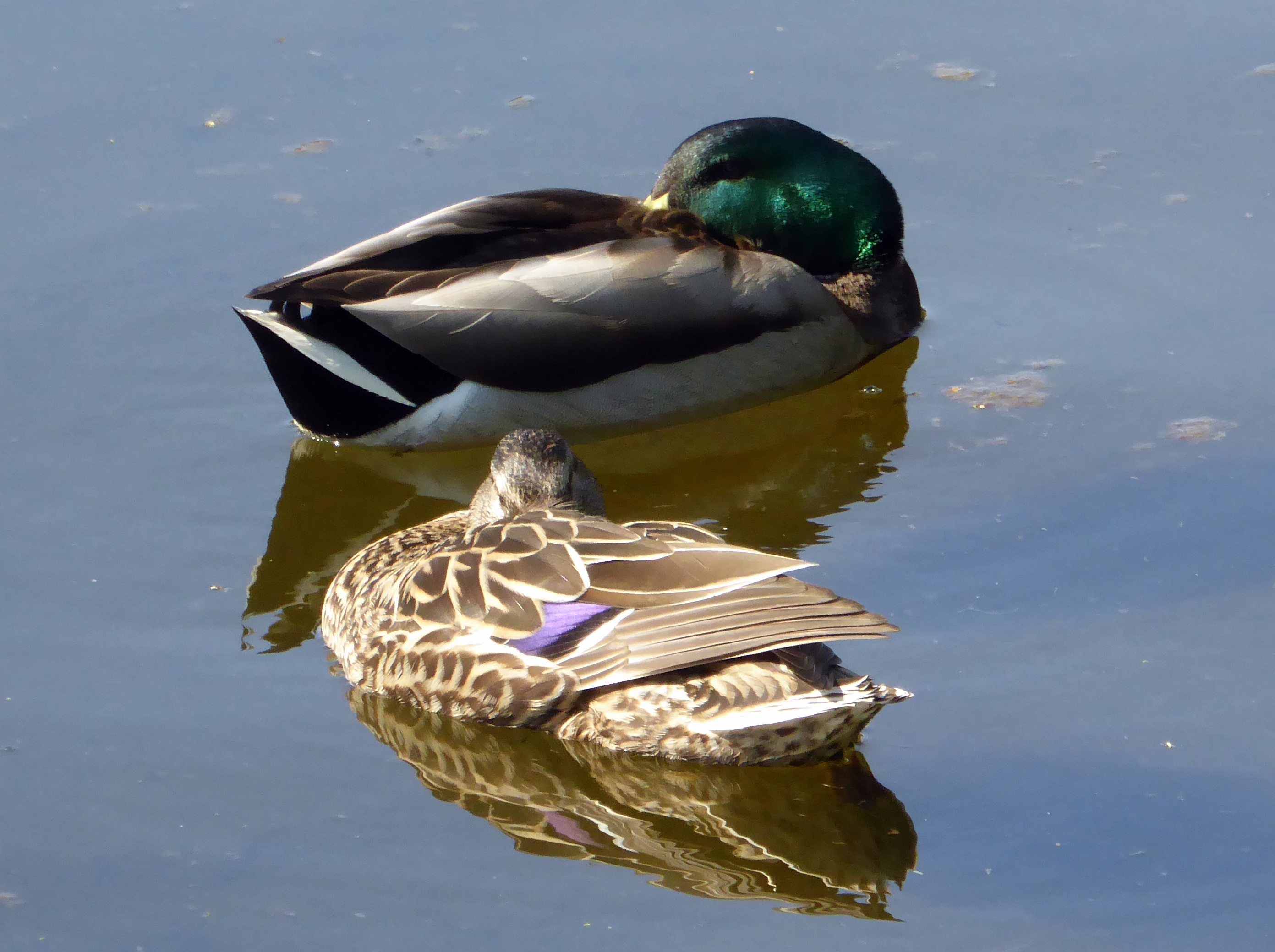 ducks-mates-free-image-download