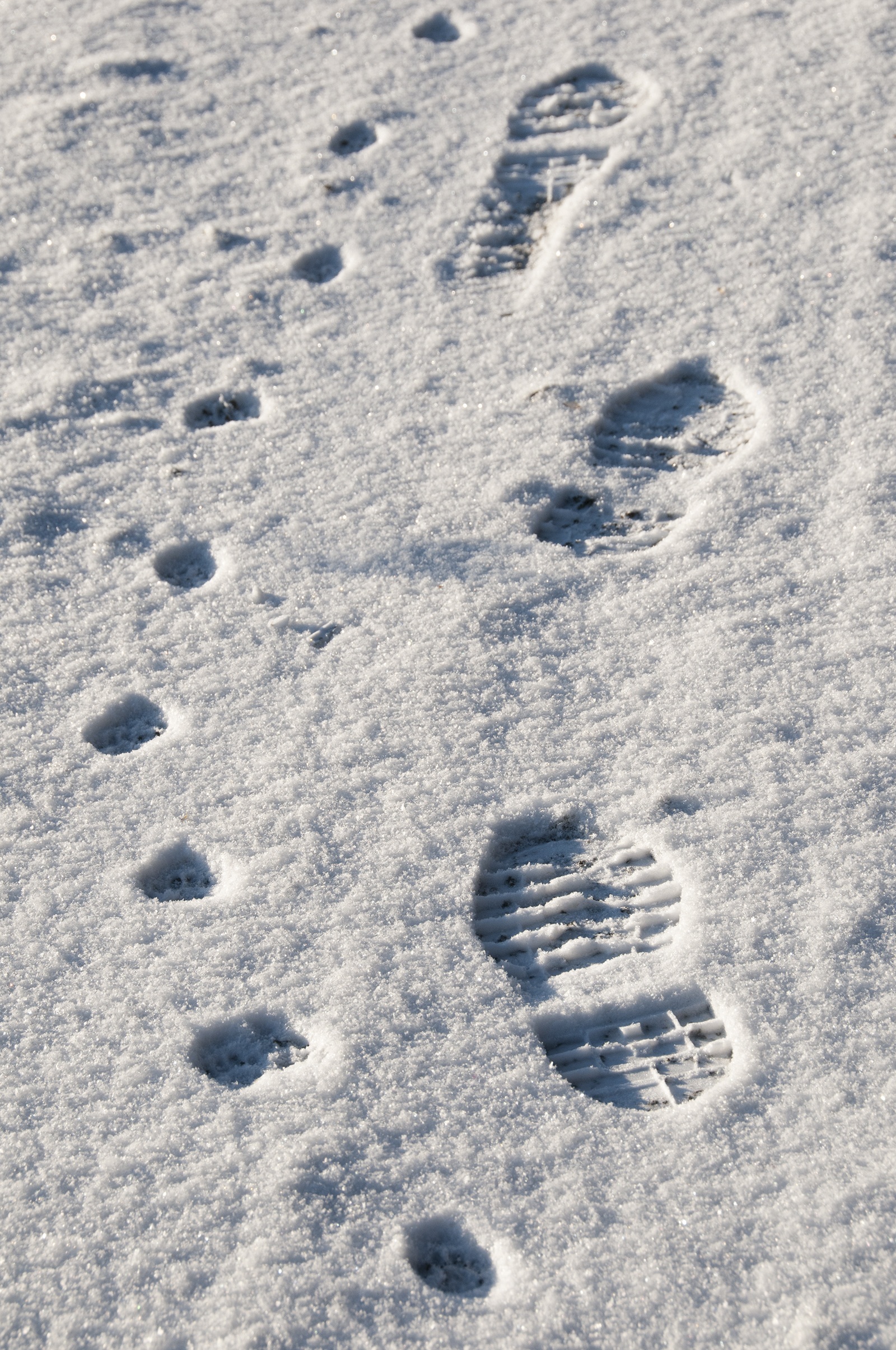 Остаются лишь следы. Собачьи следы на снегу. Следы собаки на снегу. Следы человека на снегу. Отпечаток на снегу.