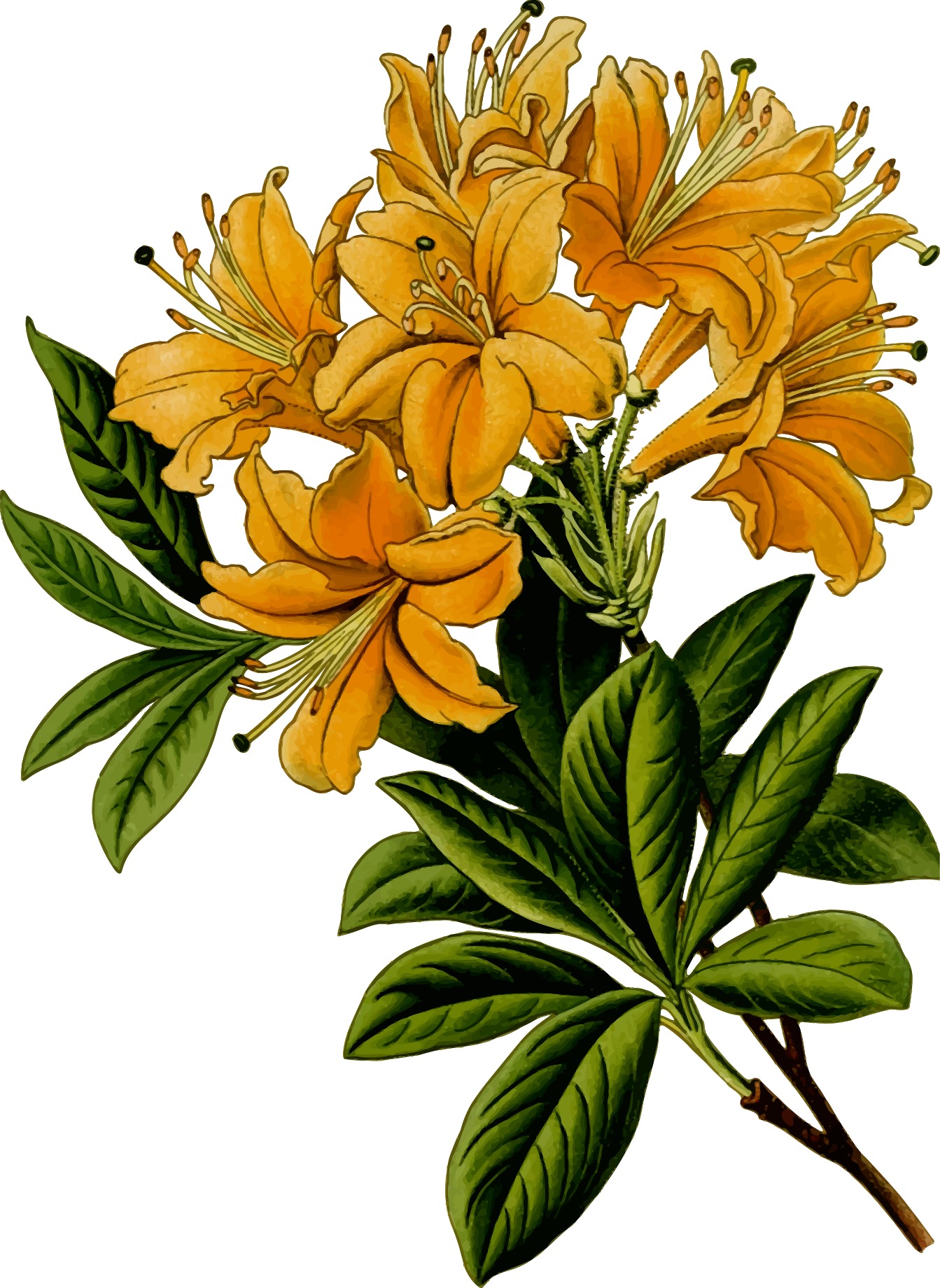 Азалия Пнг - 65 фото