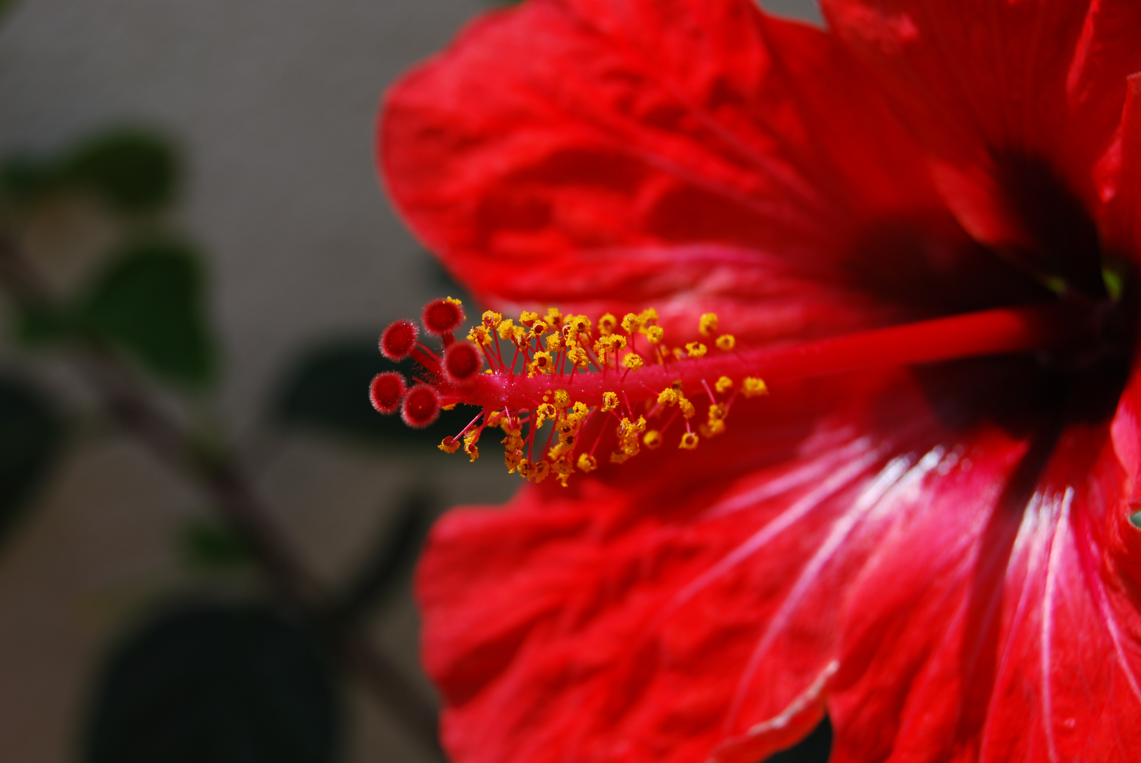 Цветы с красными тычинками