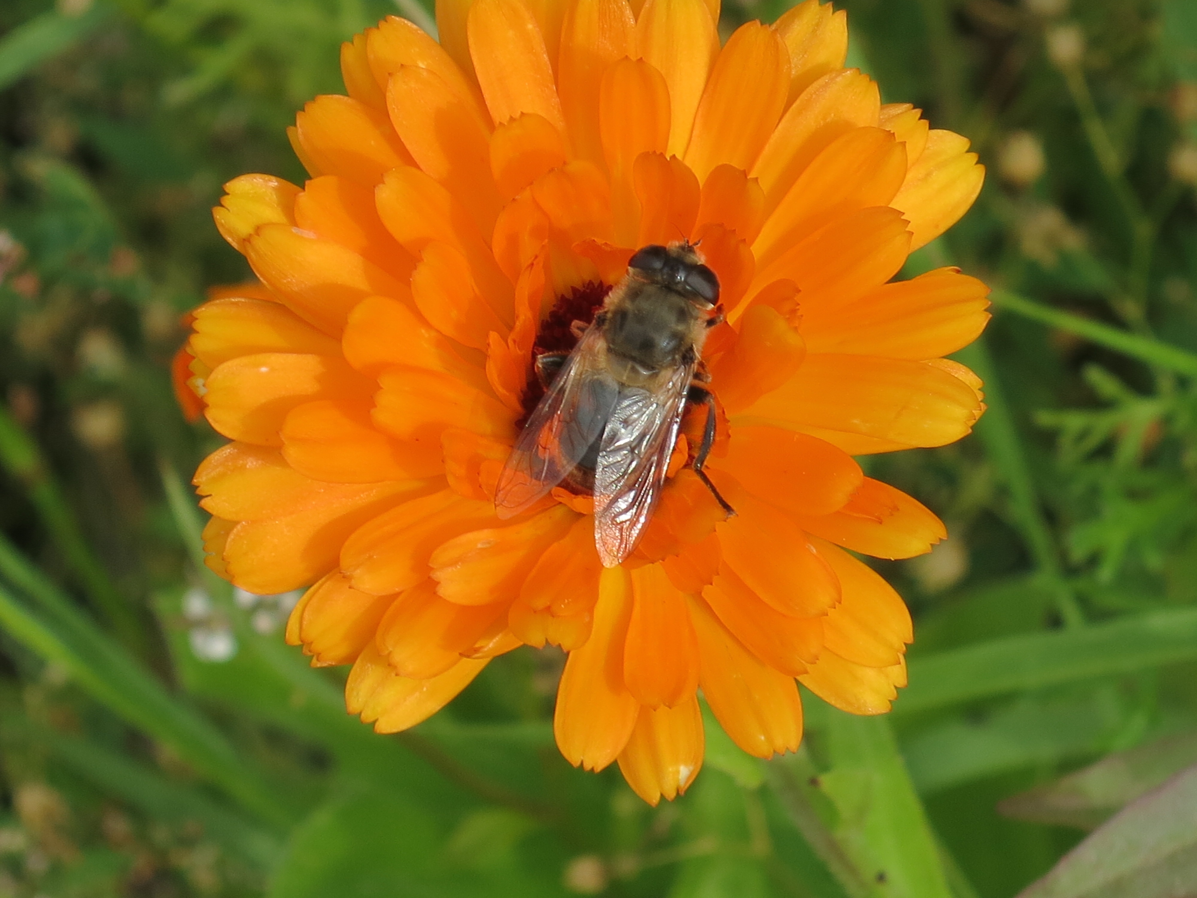 Chrysanthemum Orange Bee free image download