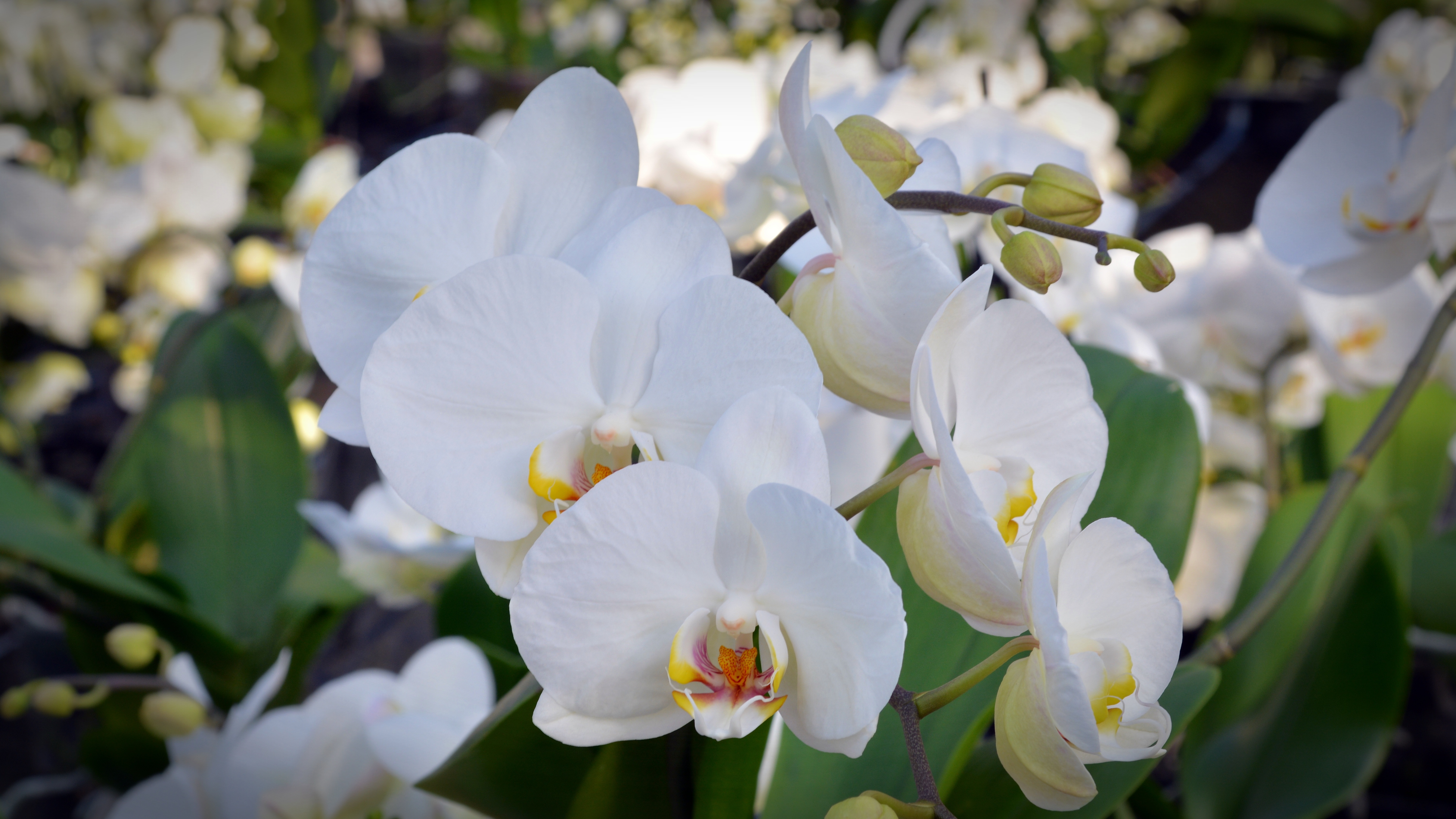 Белые орхидеи в природе