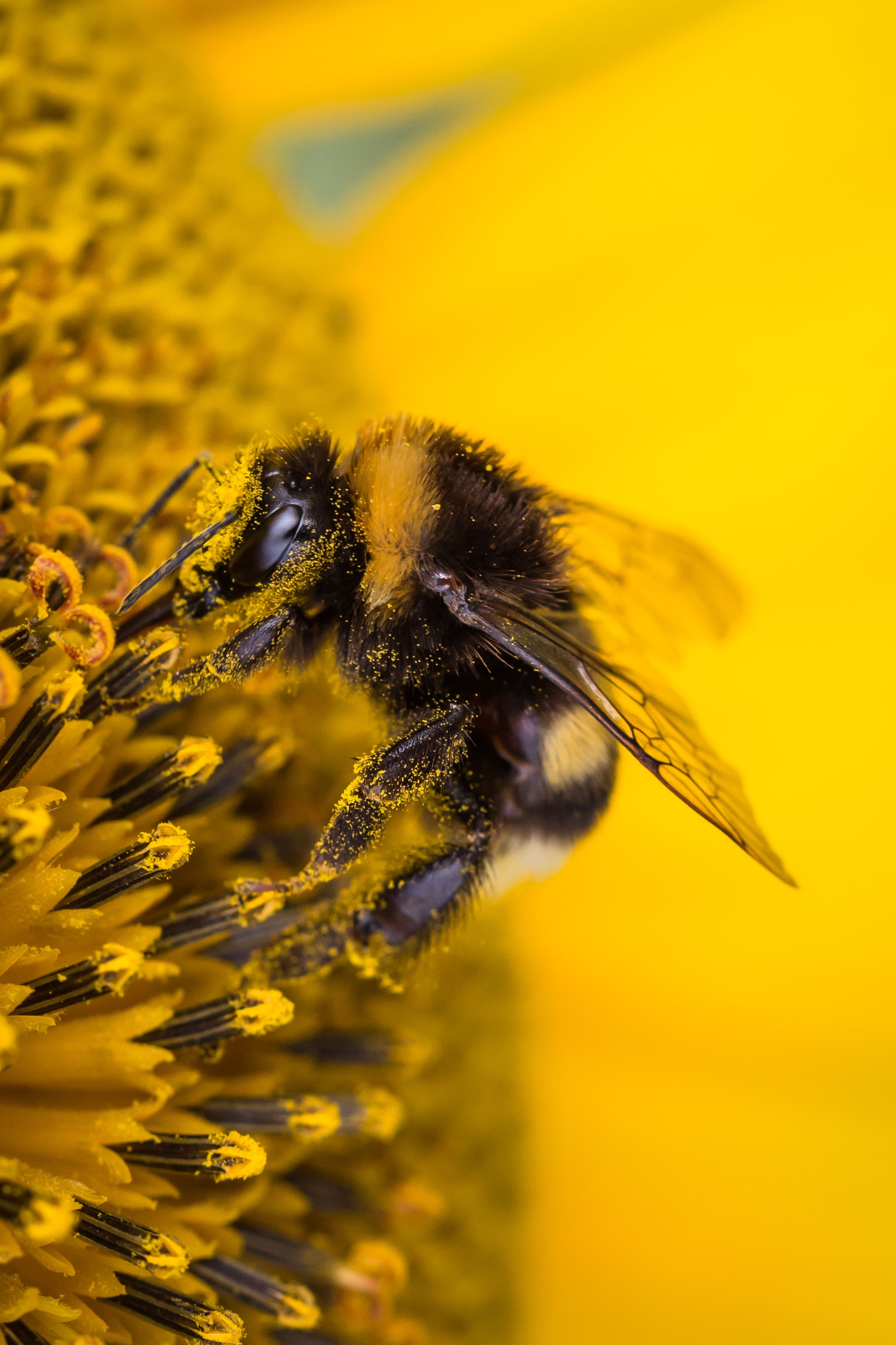 Goodly Sunflower Hummel free image download