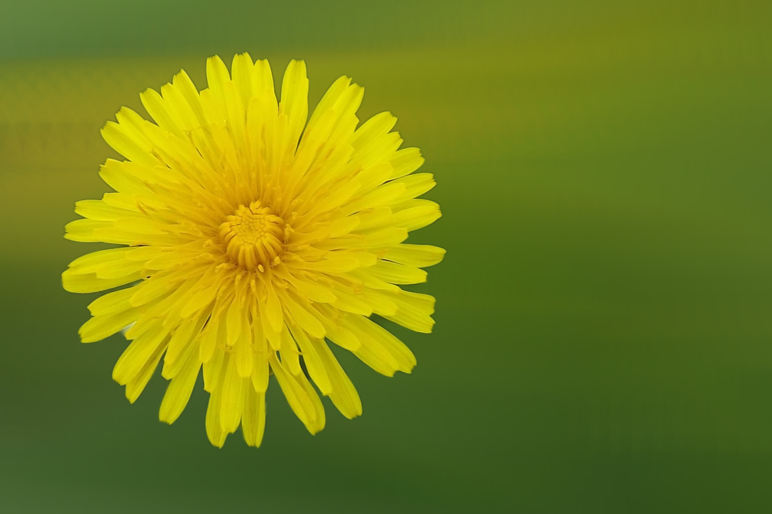 Dandelion flower blossom bloom free image download