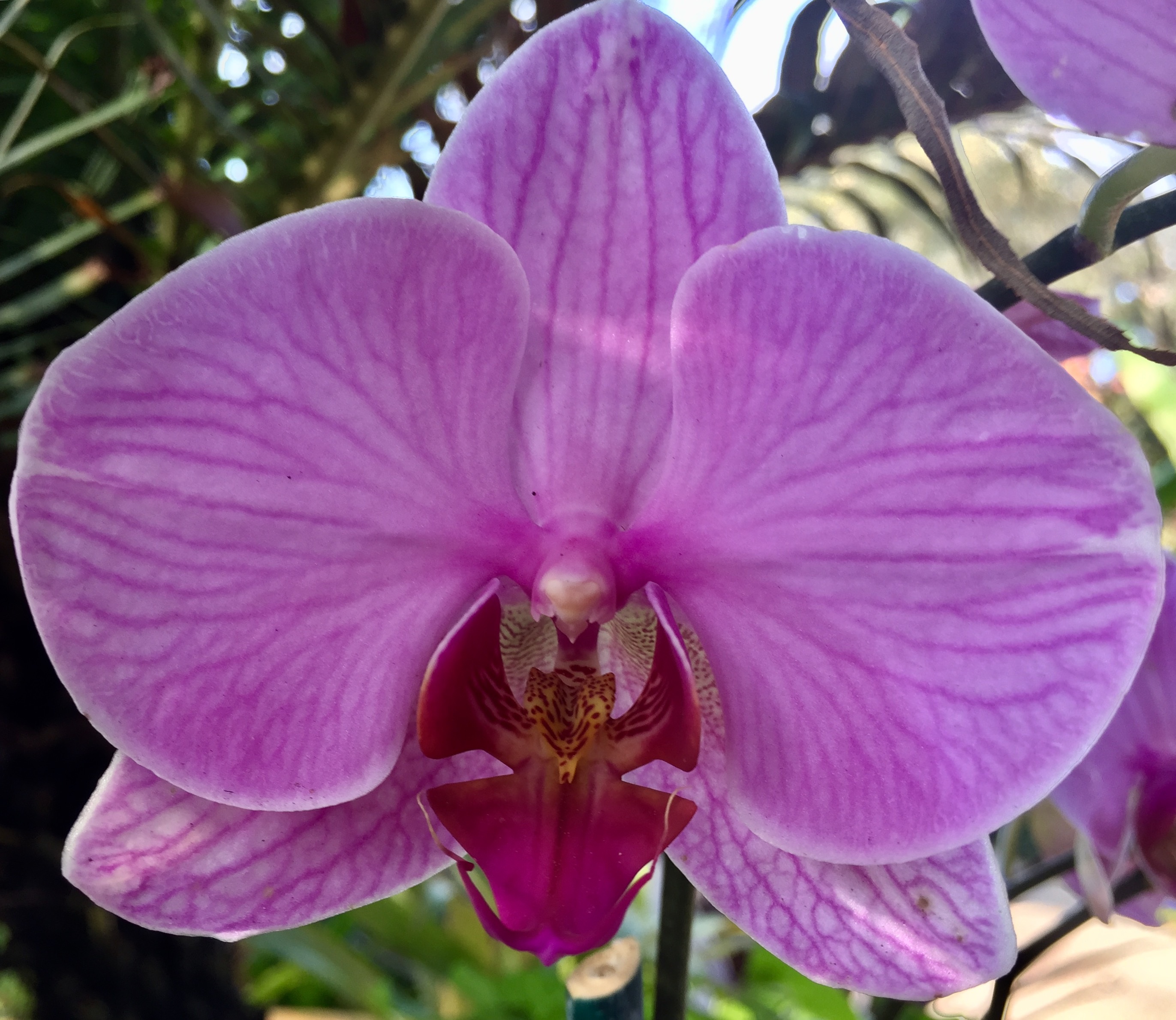 Magenta Orchid Botany free image download