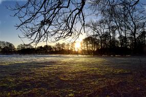 Winter Frost Tree