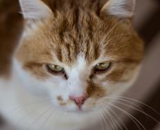 white-red domestic cat with sleepy eyes